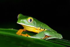 Splendid Leaf Frog