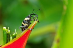 Weevil on Heliconia flower