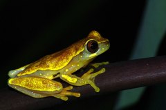 Hourglass Tree Frog