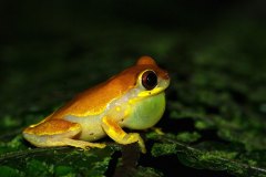 Hourglass Tree Frog