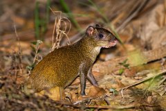 Central American Agouti (introduced)
