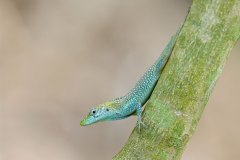Blue-throated Anole (endemic)