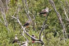 Red-footed Booby colony