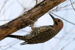 Northern Flicker (Grand Cayman endemic subspecies), drilling