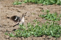 Northern Mockingbird flashing wings to flush insect prey