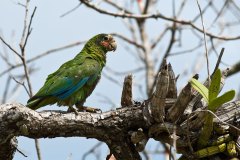 Rose-throated Parrot (Grand Cayman endemic subspecies)