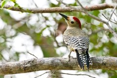 West Indian Woodpecker (Grand Cayman endemic subspecies)