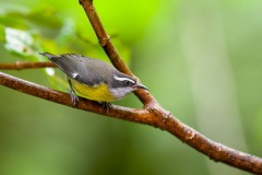 Bananaquit