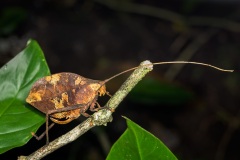 Leaf-mimicking bush cricket