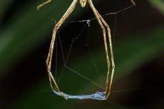 Netcasting spider, Deinopis sp.