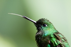 Green-crowned Brilliant, adult male