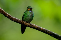 Green-crowned Brilliant, juvenile