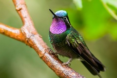 Purple-throated Mountain Gem