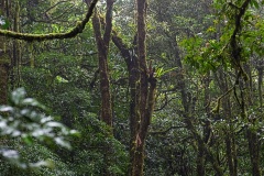 In Monteverde Cloud Forest Preserve