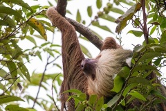 Daydreaming Hoffman's Two-toed Sloth