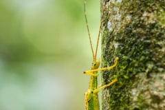 Flying stick insect