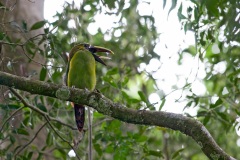The fringed tongue of an Emerald Toucanet