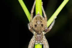 Wolf spider