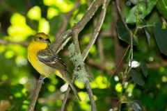 Flame-coloured Tanager, female