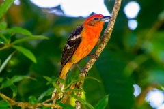 Flame-coloured Tanager, male