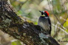 Acorn Woodpecker