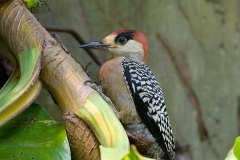 West Indian Woodpecker