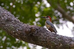 West Indian Woodpecker eating insect