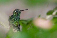 Cuban Emerald