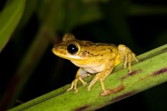 Cuban Tree Frog