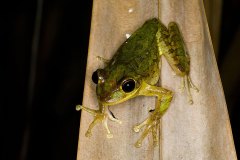 Cuban Tree Frog