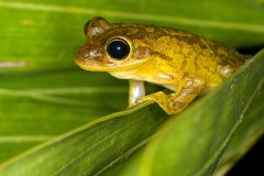 Cuban Tree Frog (individuals vary greatly in size F661 colour)