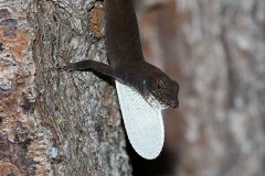 Cuban White-fanned Anole, displaying