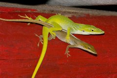 Cuban Green Anoles, male above