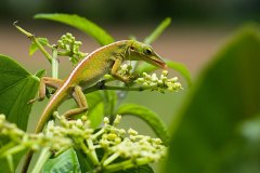 Cuban Green Anole, nectar feeding