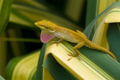 Cuban Green Anole, displaying