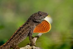 Cuban Brown Anole, displaying