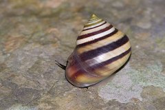 Rock snail Viana regina