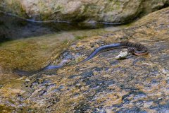 Cuban Water Snake with dinner
