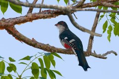 Cuban Trogon