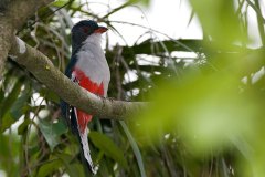 Cuban Trogon