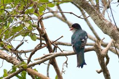 Cuban Trogon