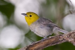 Yellow-headed Warbler