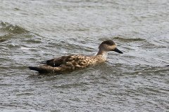 Crested Ducks