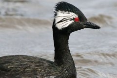 White-tufted Grebe