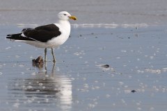 Kelp Gull