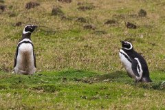 Magellanic Penguins near burrows
