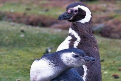 Magellanic Penguin parent and chick