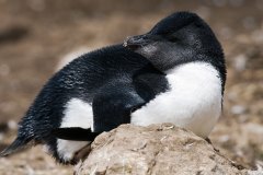 Rockhopper Penguin chick