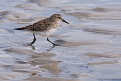 White-rumped Sandpiper