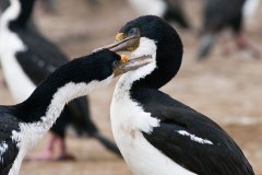 Imperial Shag affection
